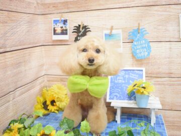 マルチーズ 犬のトリミングサロン ホテル Oakmont オークモント 西新宿