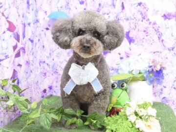トイプードルのシャンプーカット