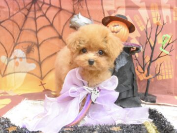 シーズー・プードル・チワワのシャンプーカット シーズー・プードル・チワワのシャンプーカット