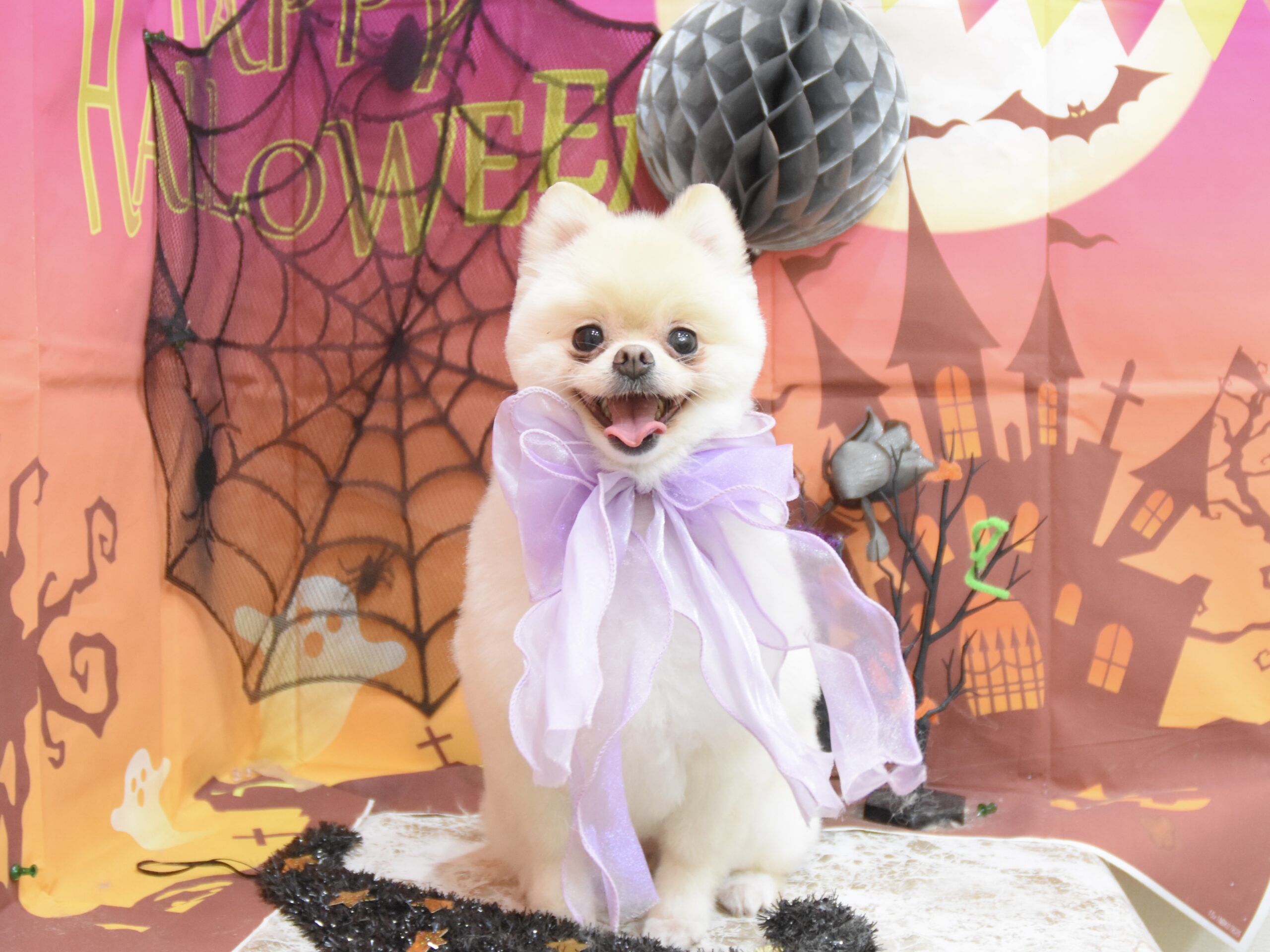 トイプードル・ポメラニアン・シーズーのシャンプーカット