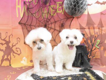 チワワ・パグ・ポメラニアン・マルチーズ・ダックスのシャンプーカット