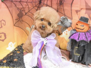 ポメラニアン・プードル・ミックスのシャンプーカット ポメラニアン・プードル・ミックスのシャンプーカット