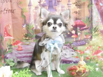 ミックス・ウエスティ・シーズー・イタグレ・チワワのシャンプーカット