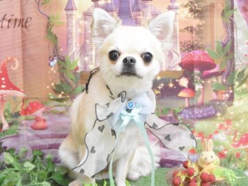 トイプードル・チワワ・ビションフリーゼ・ミックスのシャンプーカット トイプードル・チワワ・ビションフリーゼ・ミックスのシャンプーカット