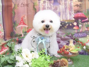 トイプードル・ポメラニアン・ミックス・スピッツのシャンプーカット