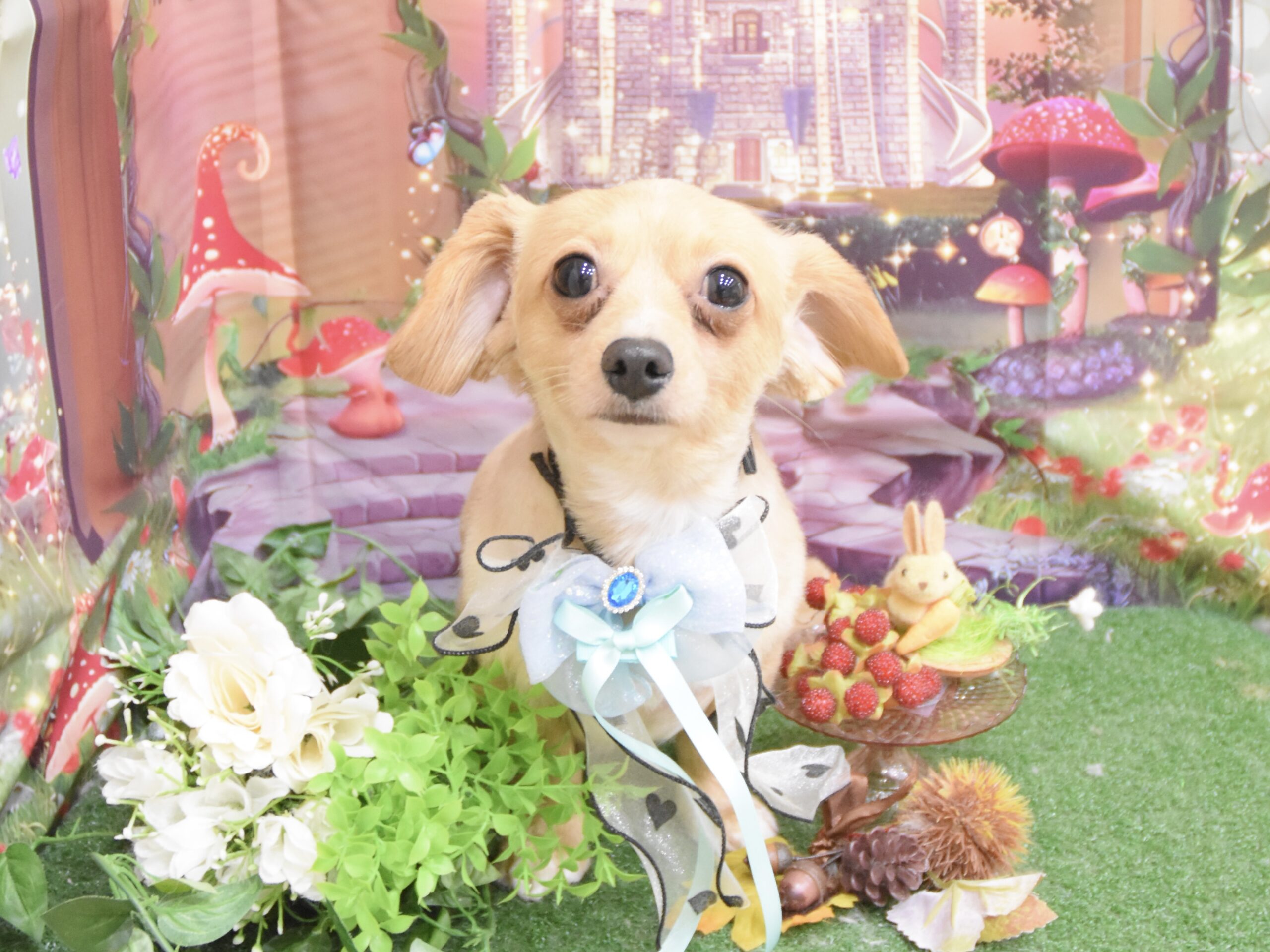 トイプードル・ミックス・ボストンテリアのシャンプーカット