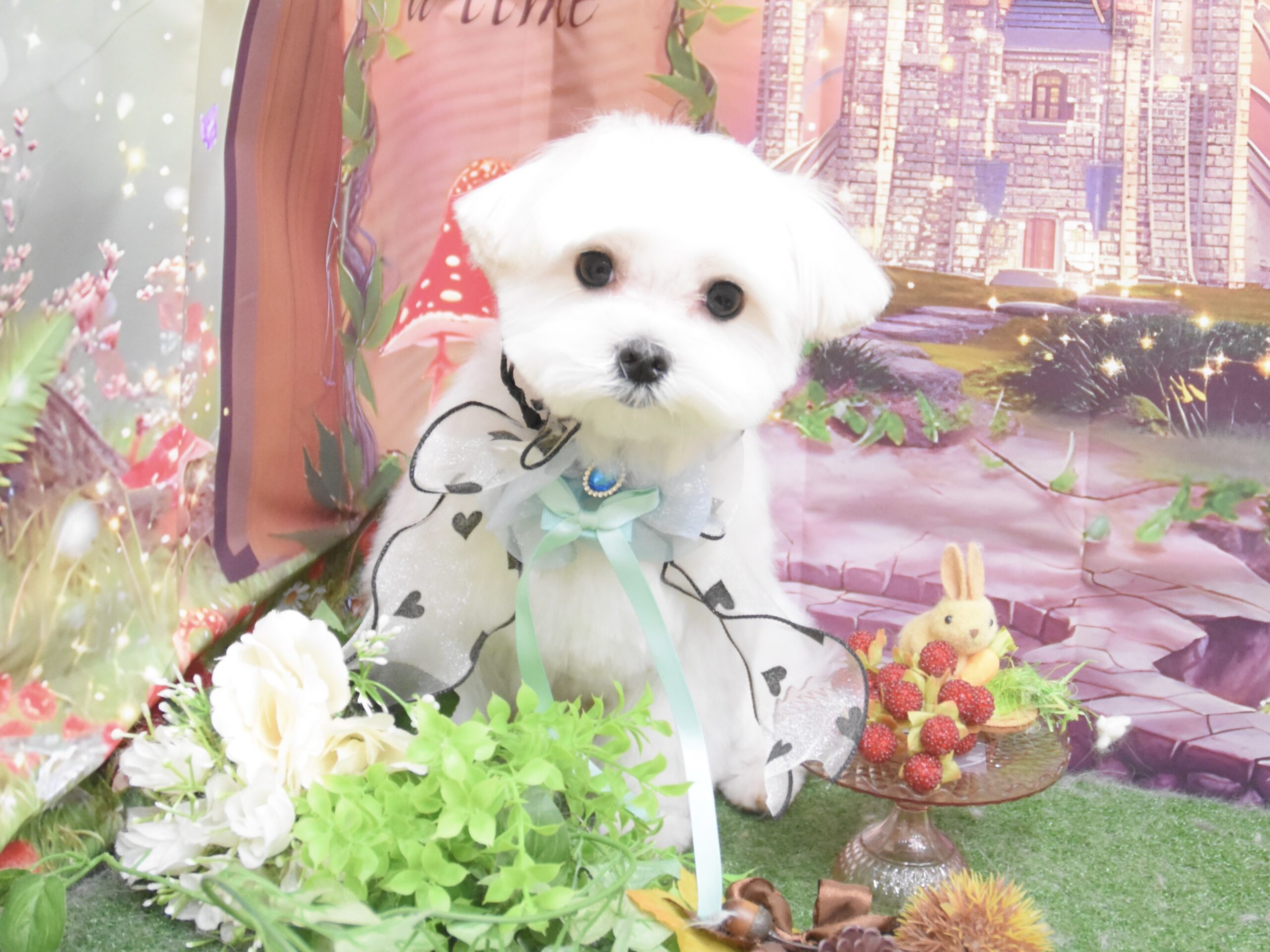 ミックス・シュナウザー・トイプードル・マルチーズのシャンプーカット