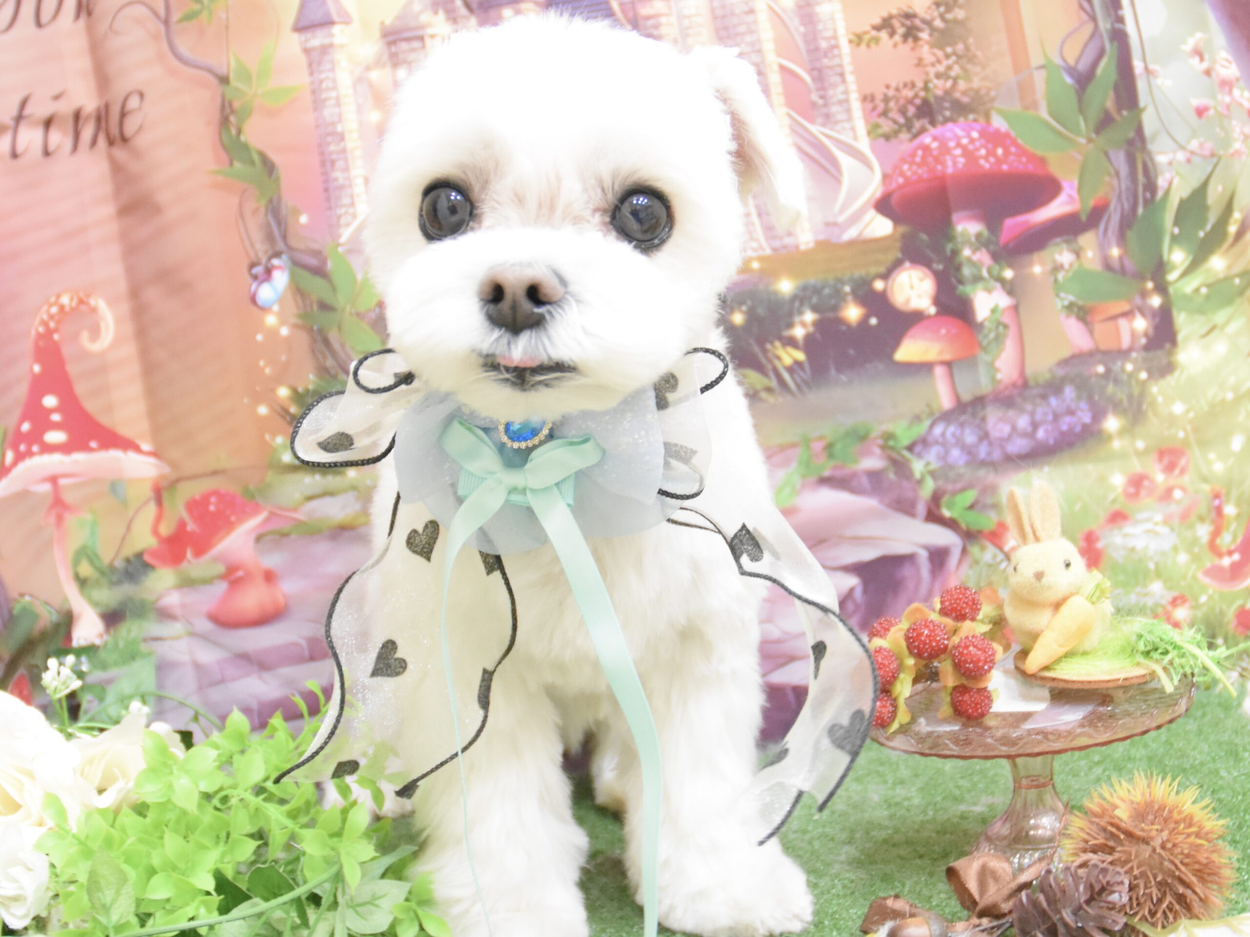 狆・シーズー・ミックスのシャンプーカット