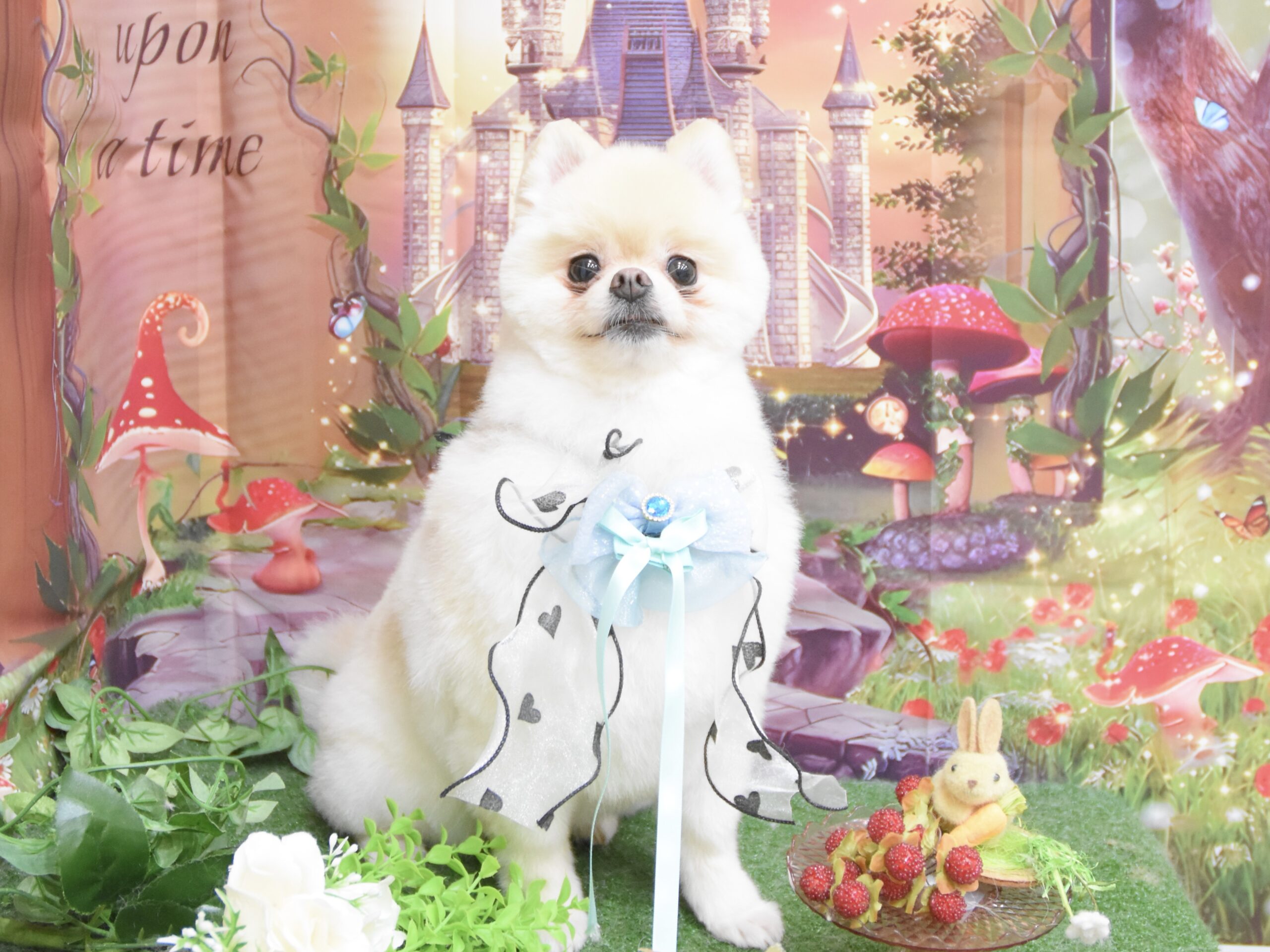 ミックス・シュナウザー・キャバリア・トイプードル・ポメラニアンのシャンプーカット