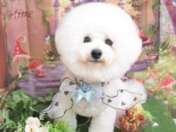 ビションフリーゼ・ダックス・トイプードル・チワワ・ミックスのシャンプーカット