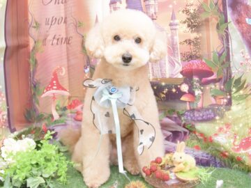 キャバリア・チワワ・トイプードル・ヨークシャーテリア・ビションフリーゼ・シーズー・ダックス・ミックスのシャンプーカット