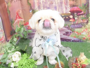 トイプードル・シーズー・ペキニーズ・ビションフリーゼのシャンプーカット