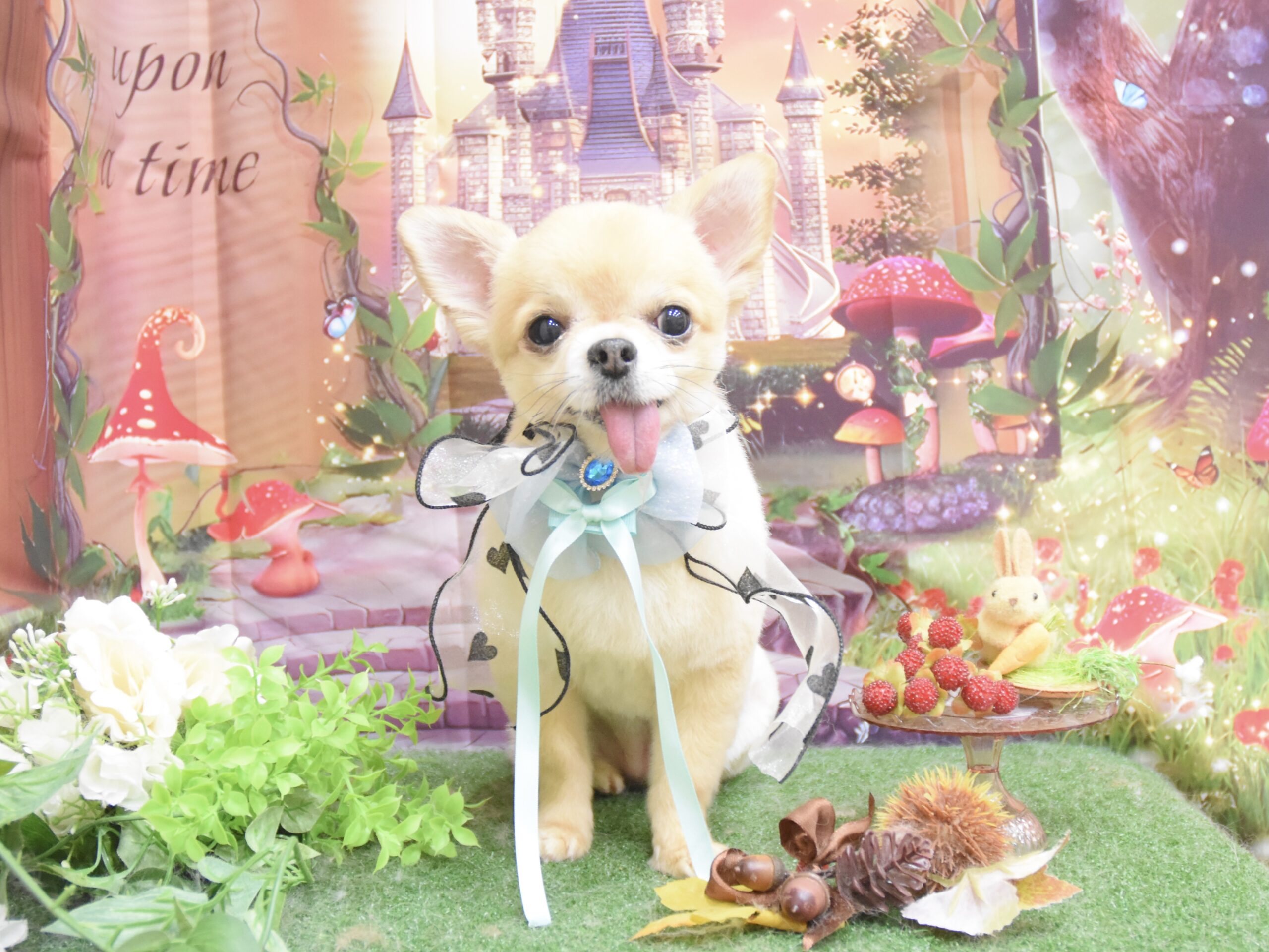 チワワ・トイプードルのシャンプーカット