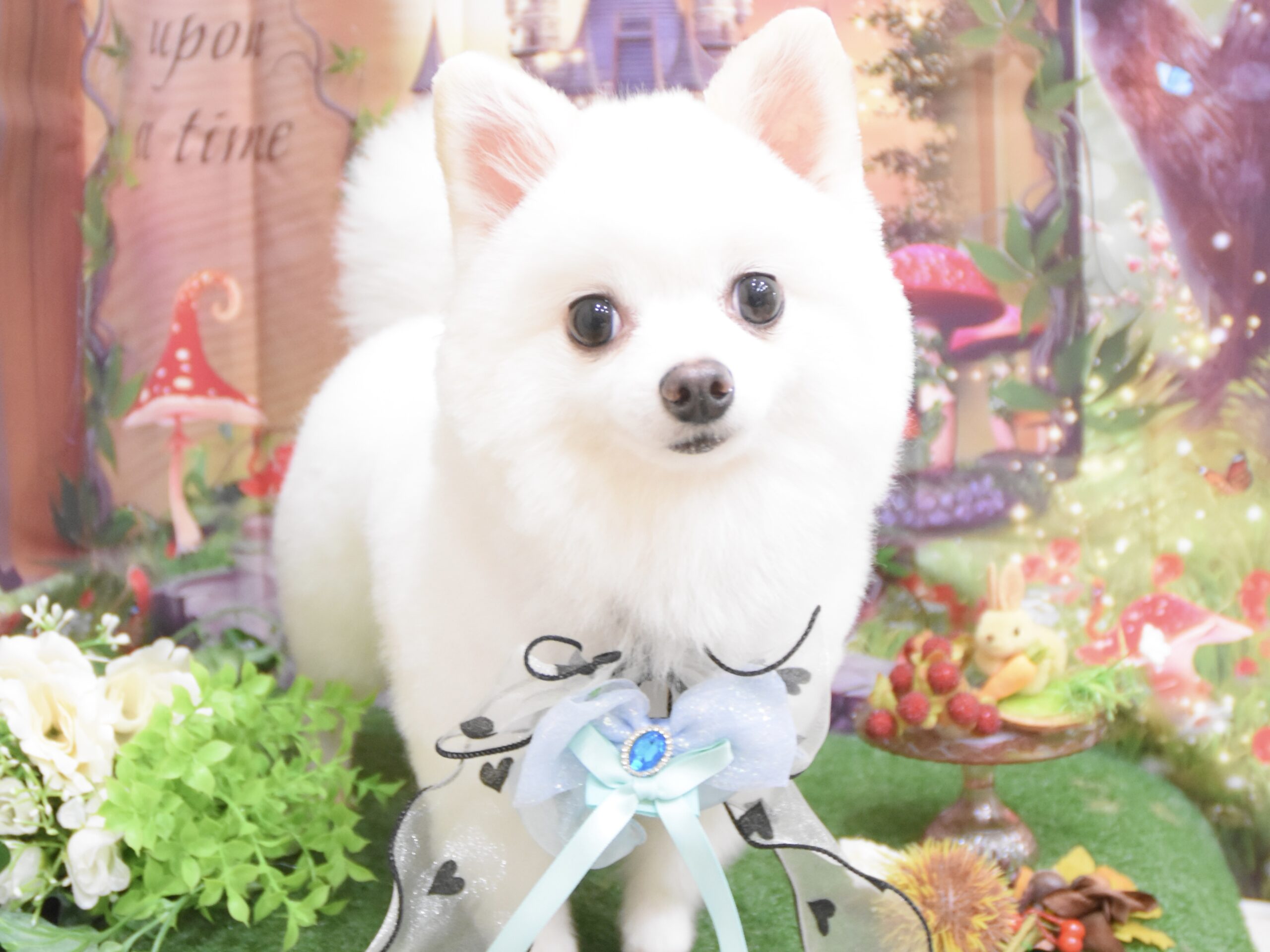 ダックス・トイプードル・チワワ・ポメラニアン・ミックスのシャンプーカット