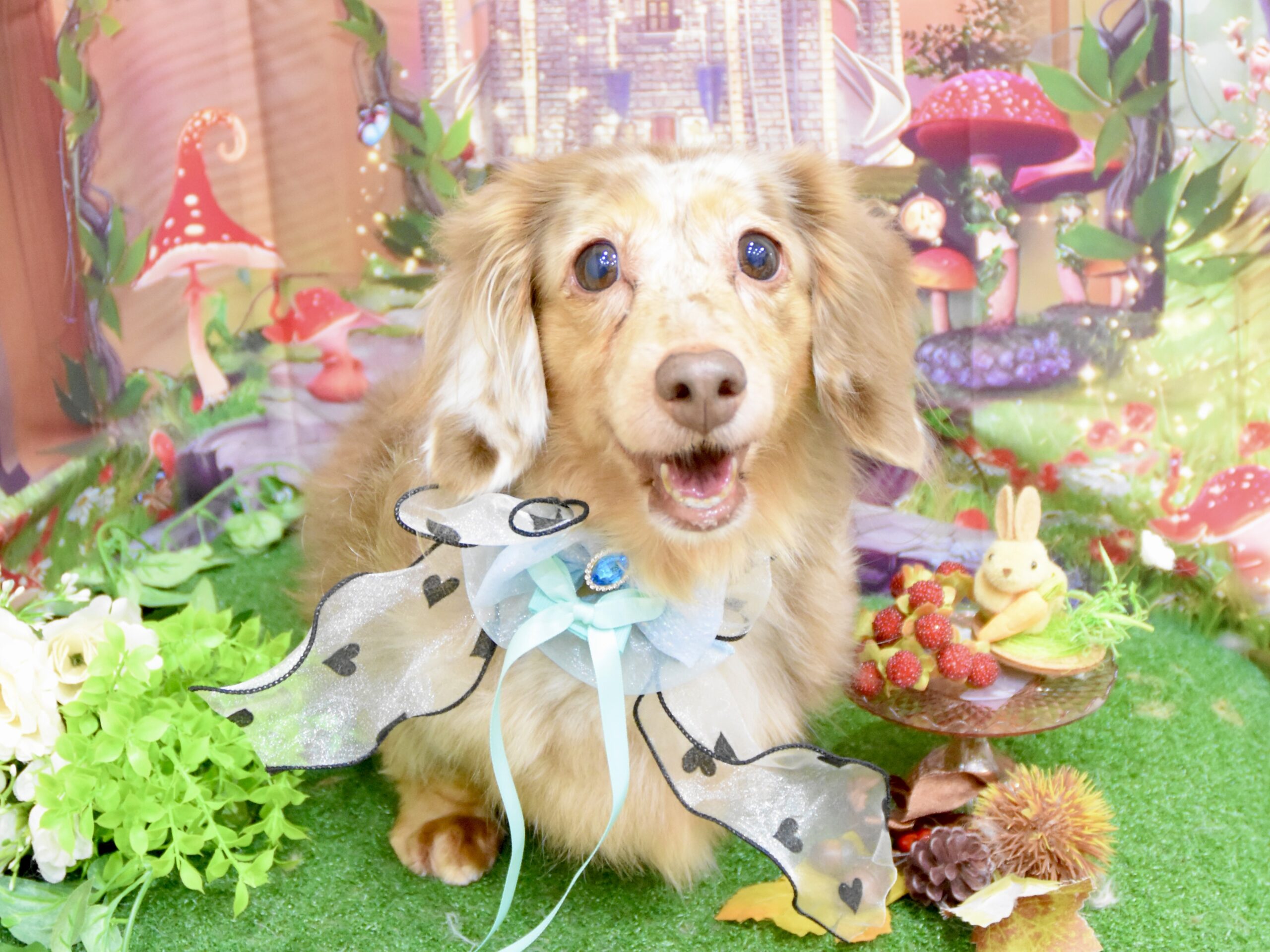 チワワ・トイプードル・ビションフリーゼ・ダックス・ポメラニアンのシャンプーカット