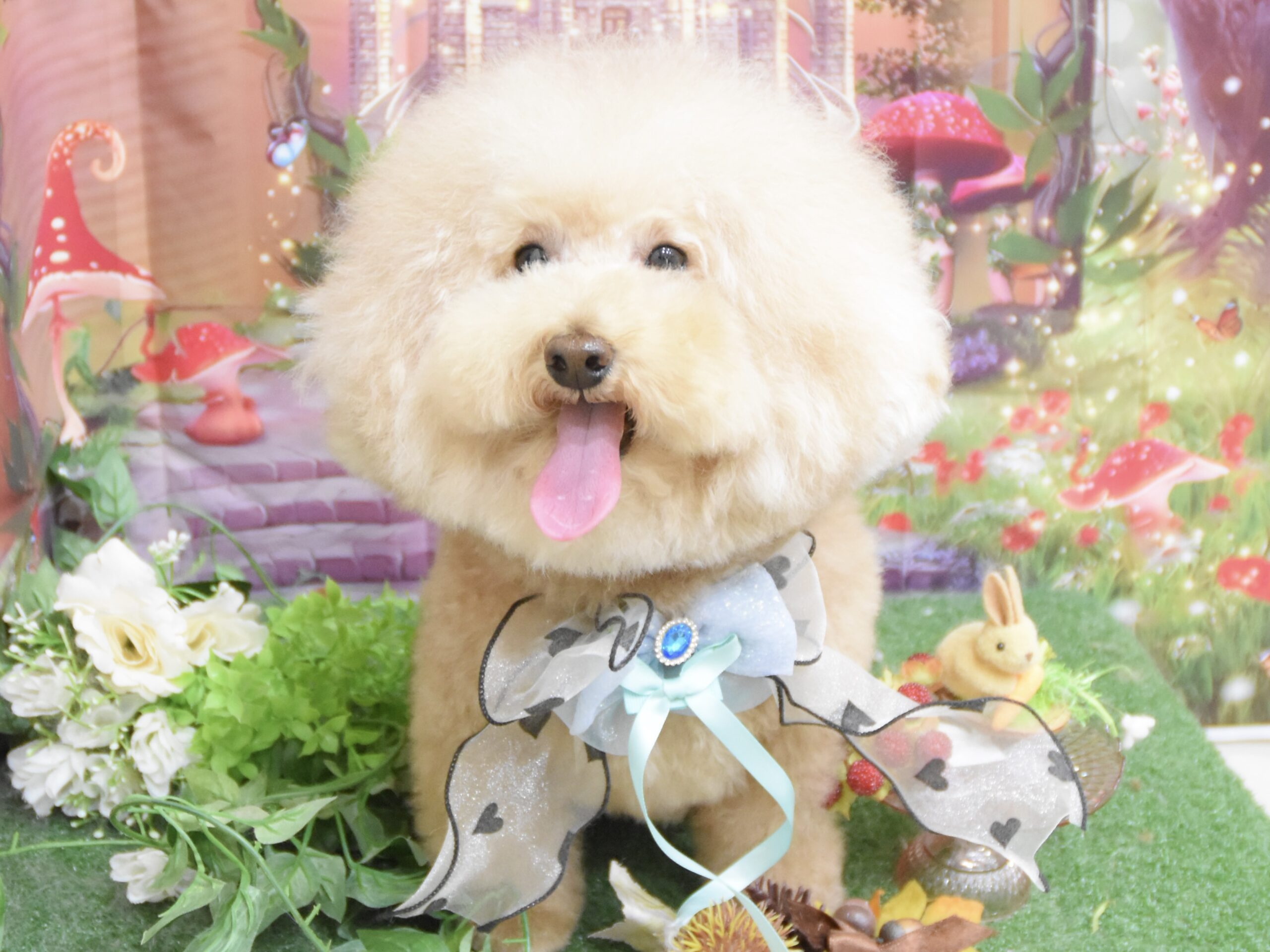 トイプードル・ペキニーズ・ミックスのシャンプーカット