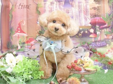 トイプードルのシャンプーカット