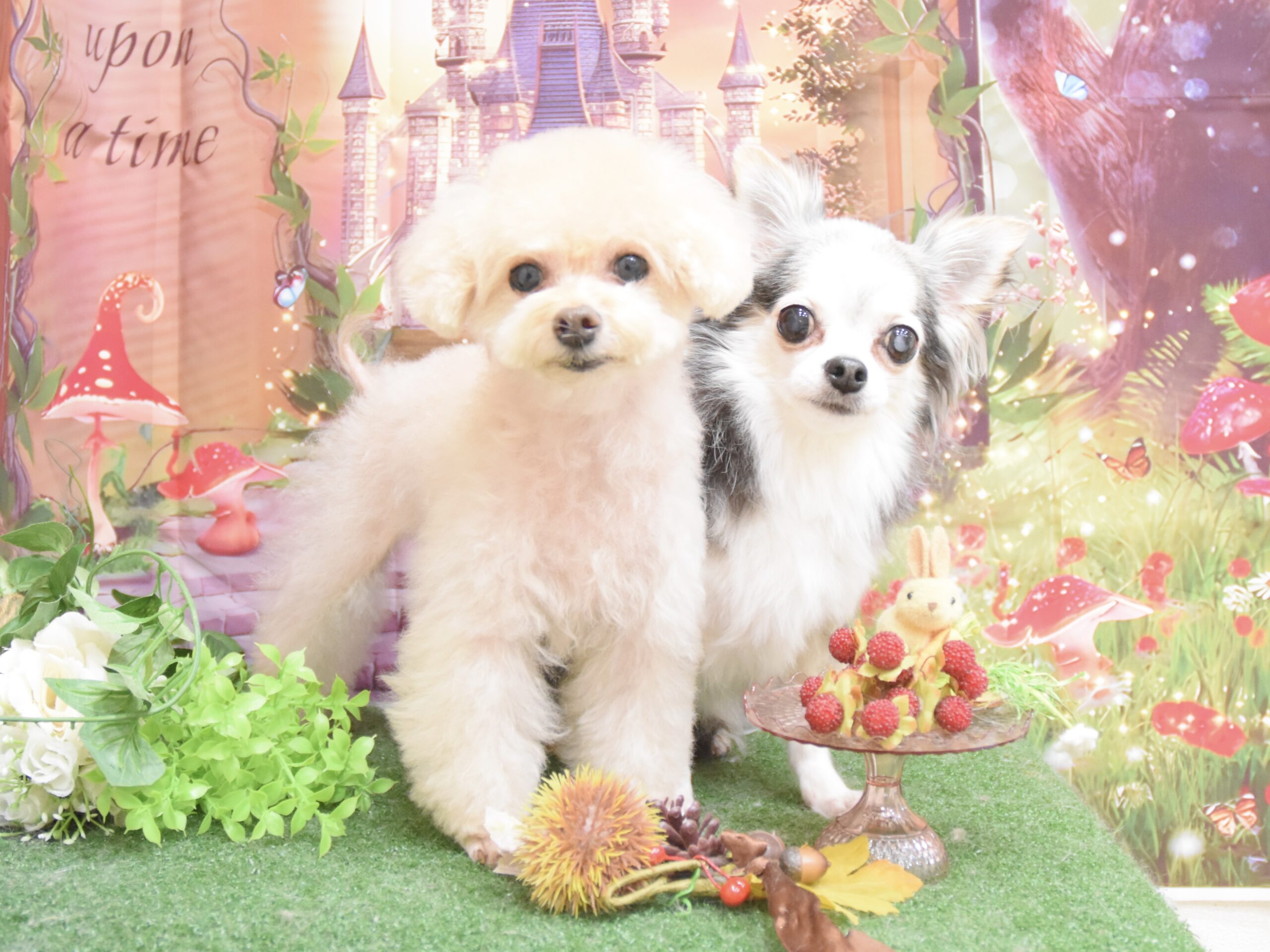 トイプードル・ミックス・ミニピン・シュナウザー・チワワのシャンプーカット