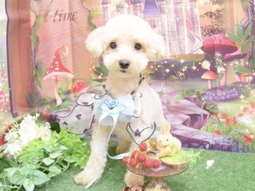 トイプードル・ミックス・チワワのシャンプーカット