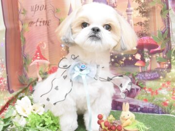 シーズー・ダックス・ミックス・トイプードル・ビションのシャンプーカット