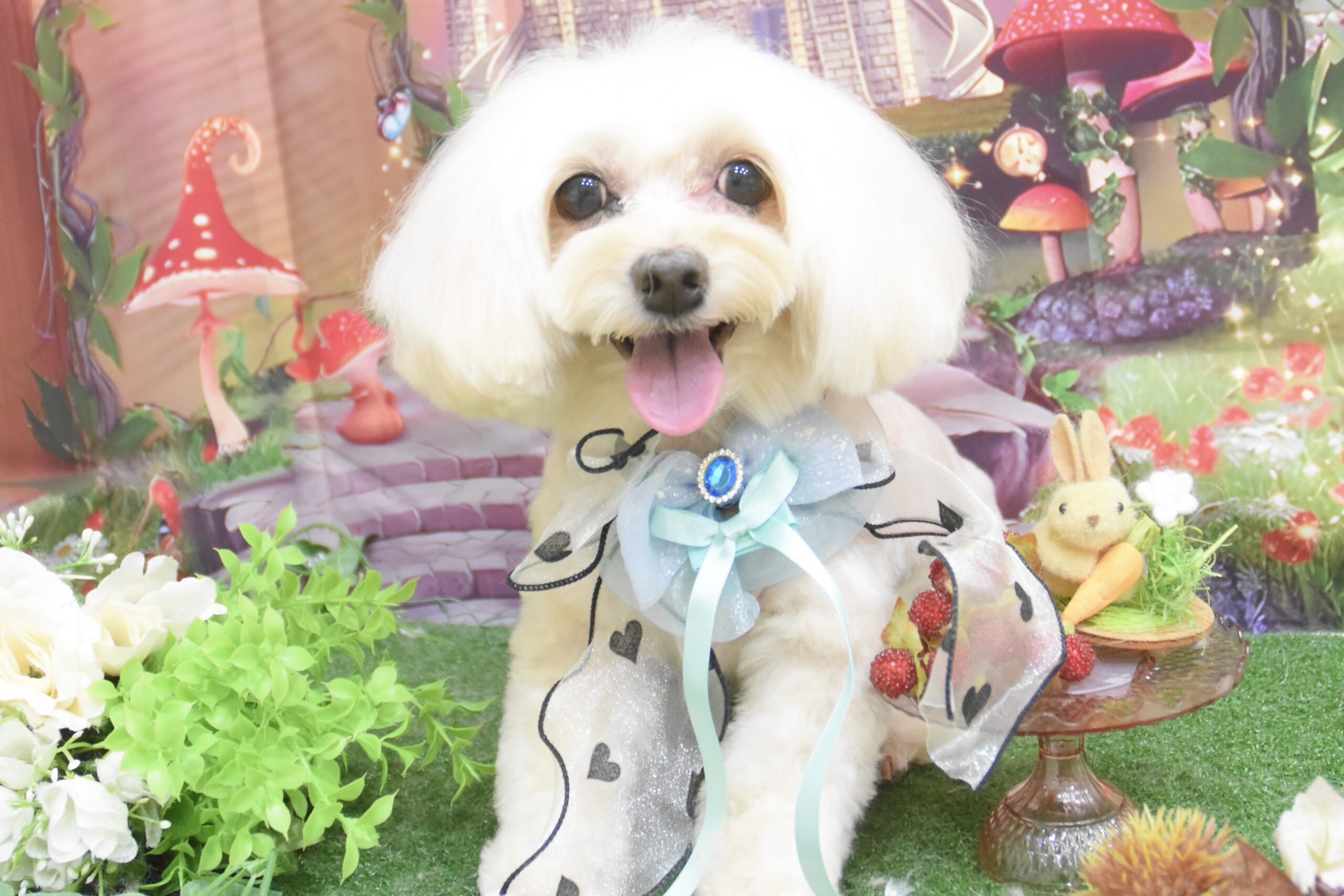 ミックス・トイプードル・ダックス・イタグレのシャンプーカット ミックス・トイプードル・ダックス・イタグレのシャンプーカット