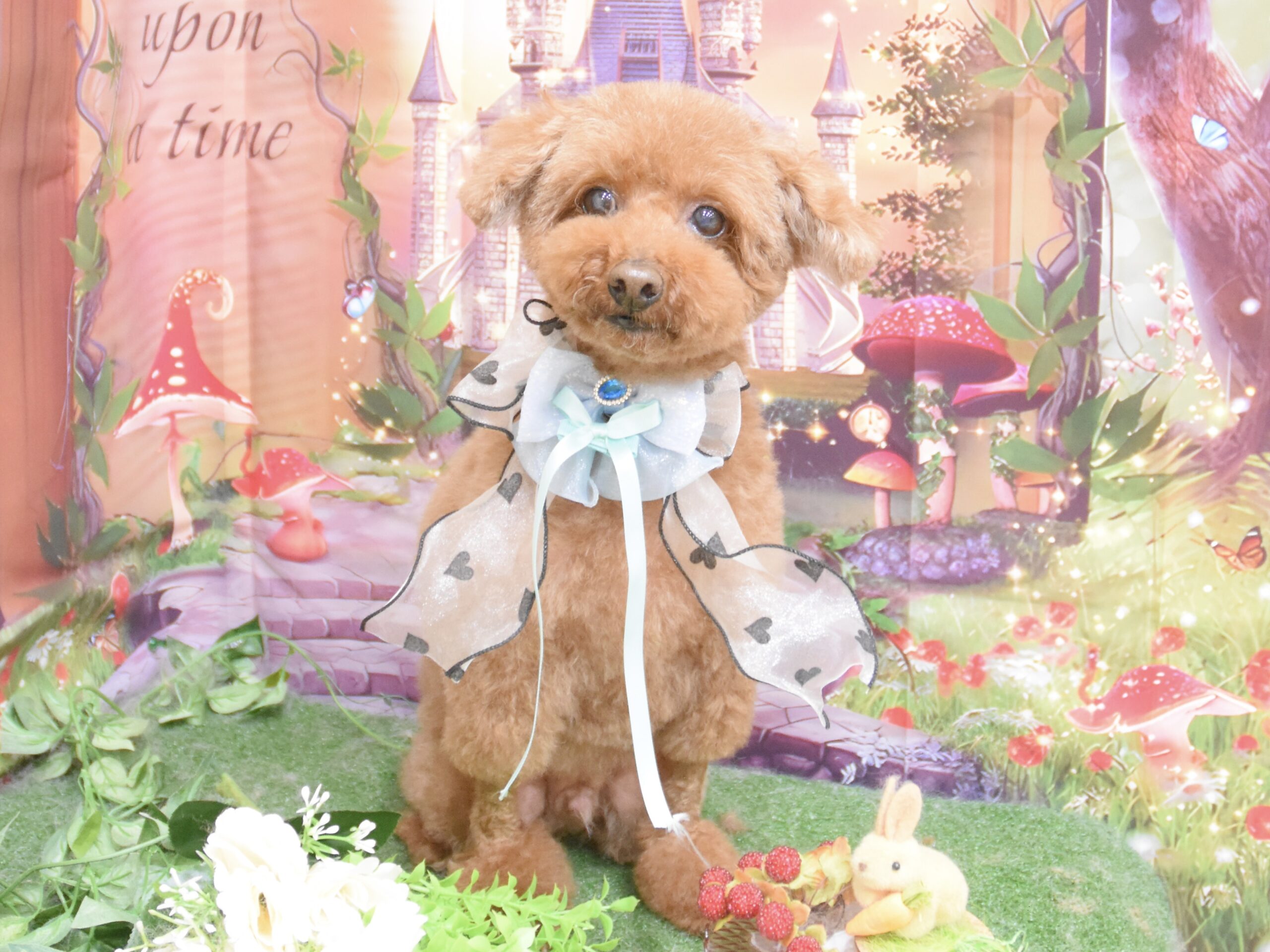 ポメラニアン・トイプードル・シュナウザー・ミックスのシャンプーカット