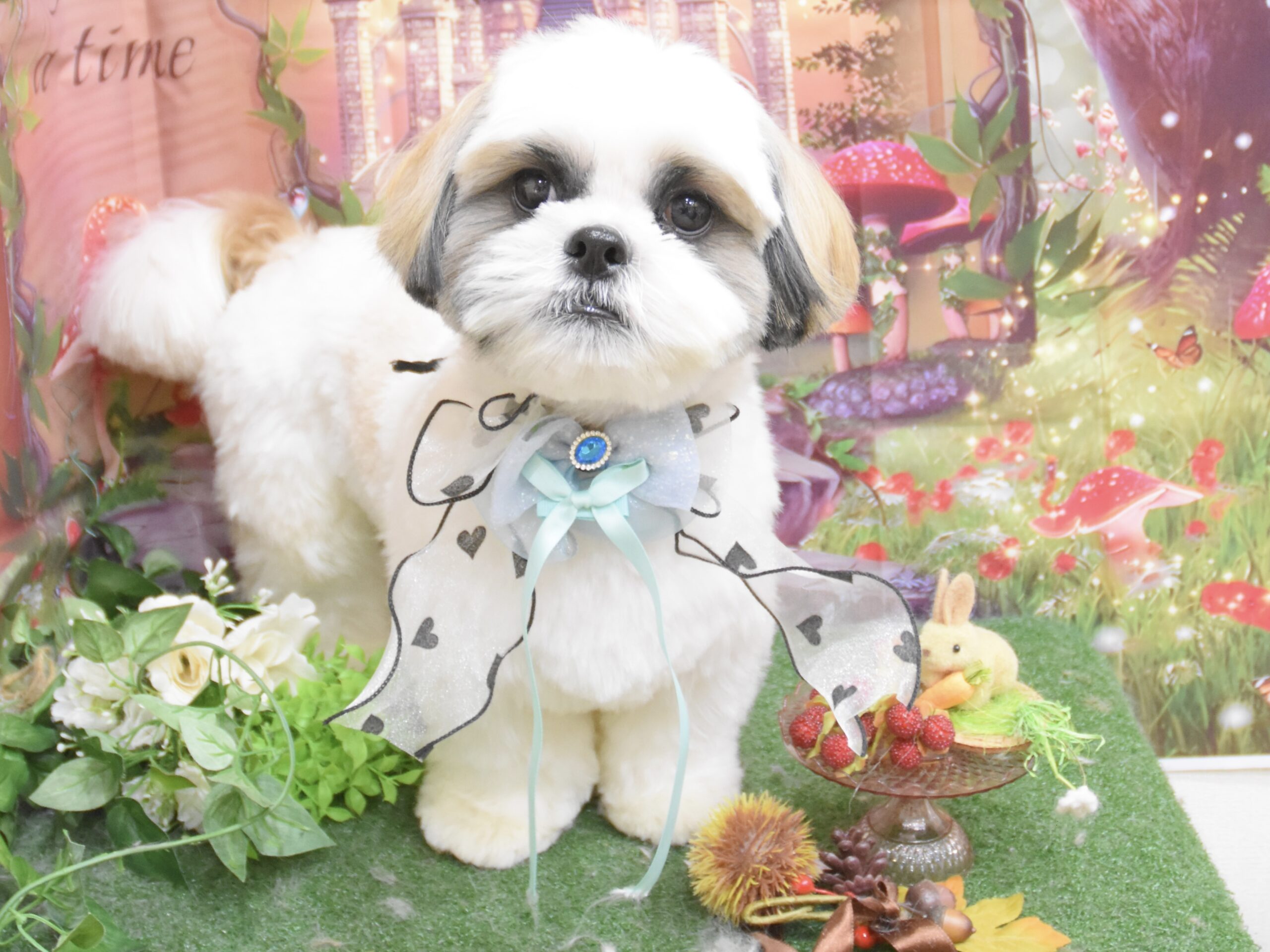 ピンシャー・チワワ・ミックス・プードル・シーズーのシャンプーカット ピンシャー・チワワ・ミックス・プードル・シーズーのシャンプーカット