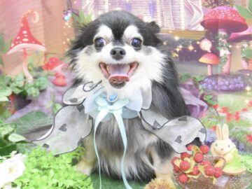 チワワ・ミックス・ビションフリーゼ・トイプードル・ダックスのシャンプーカット