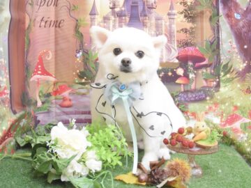 トイプードル・ミックス・ポメラニアンのシャンプーカット