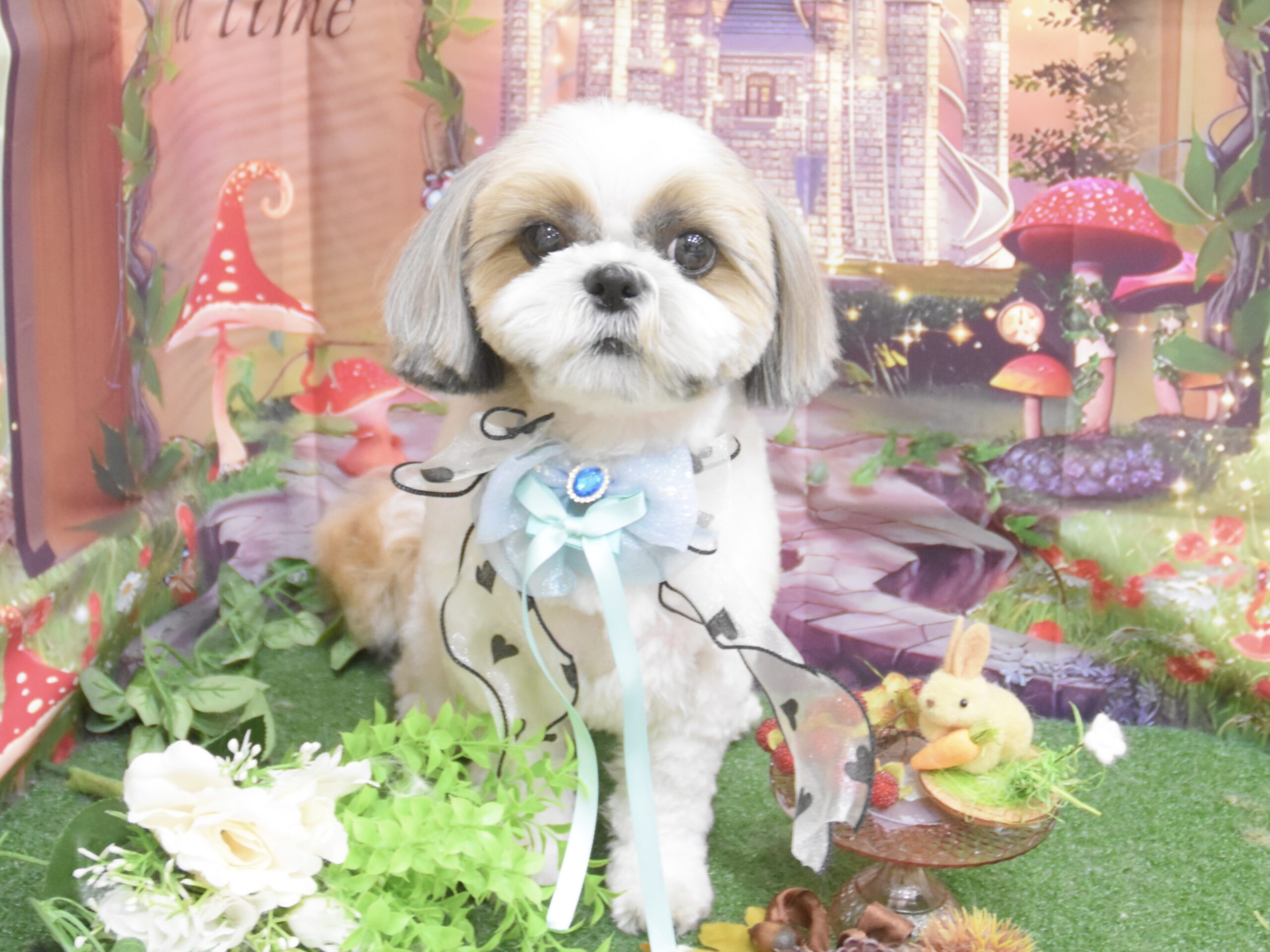 ミックス・シーズーのシャンプーカット