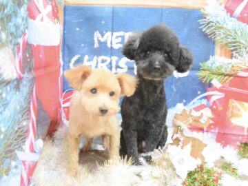 チワワ・ミックス・プードル・ビションフリーゼのシャンプーカット