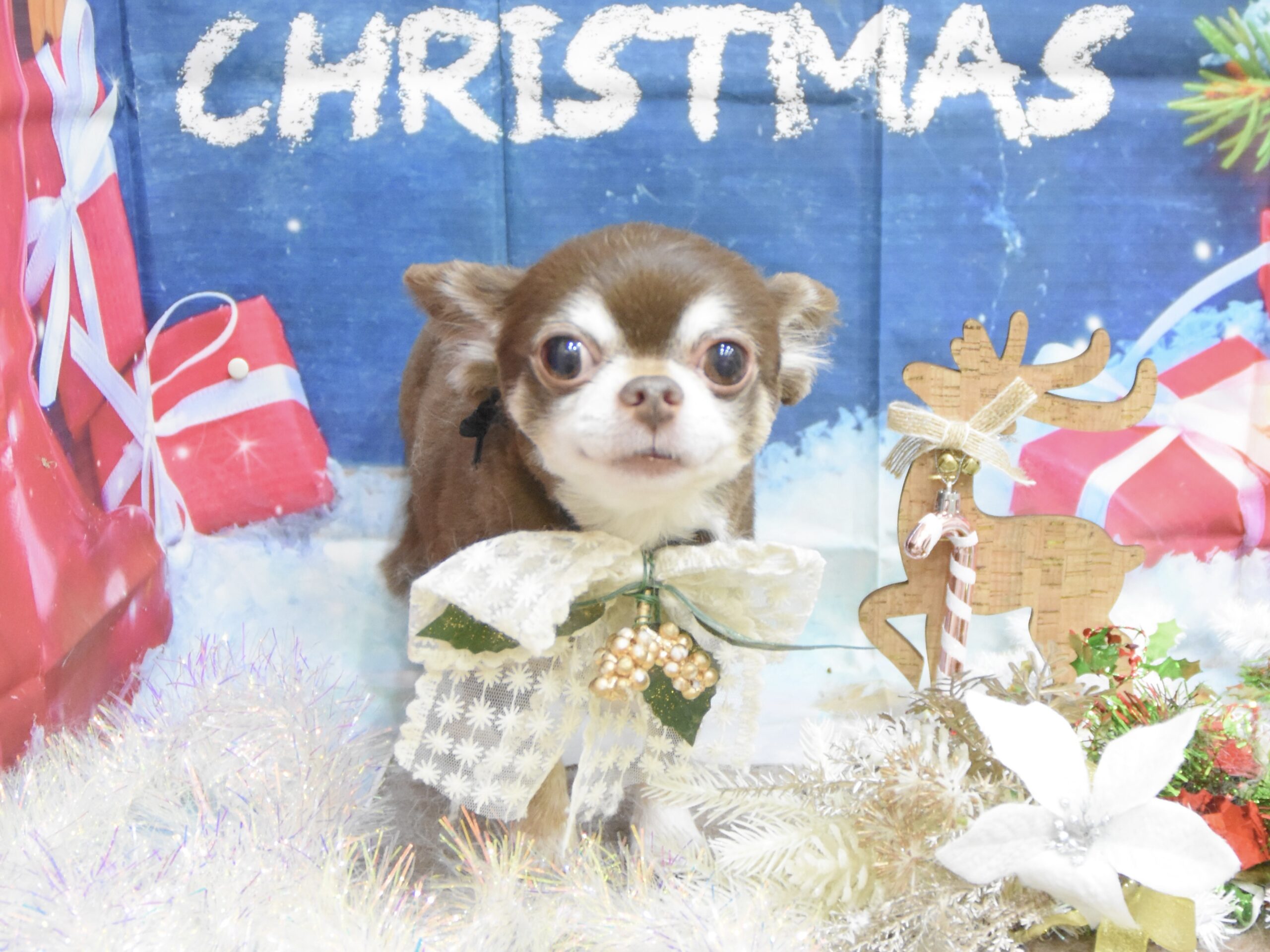 ヨークシャテリア・トイプードル・ミックス・チワワ・ポメラニアンのシャンプーカット