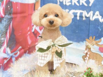 プードル・ミックス・ポメラニアン・シュナウザー・ダックスのシャンプーカット