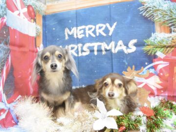 ミックス・プードル・マルチーズのシャンプーカット