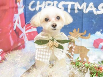 トイプードル・ミックス・シュナウザー・パピヨンのシャンプーカット トイプードル・ミックス・シュナウザー・パピヨンのシャンプーカット