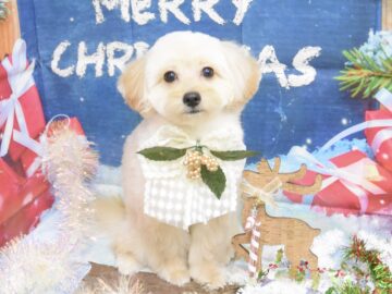 ミックス・トイプードル・ペキニーズのシャンプーカット