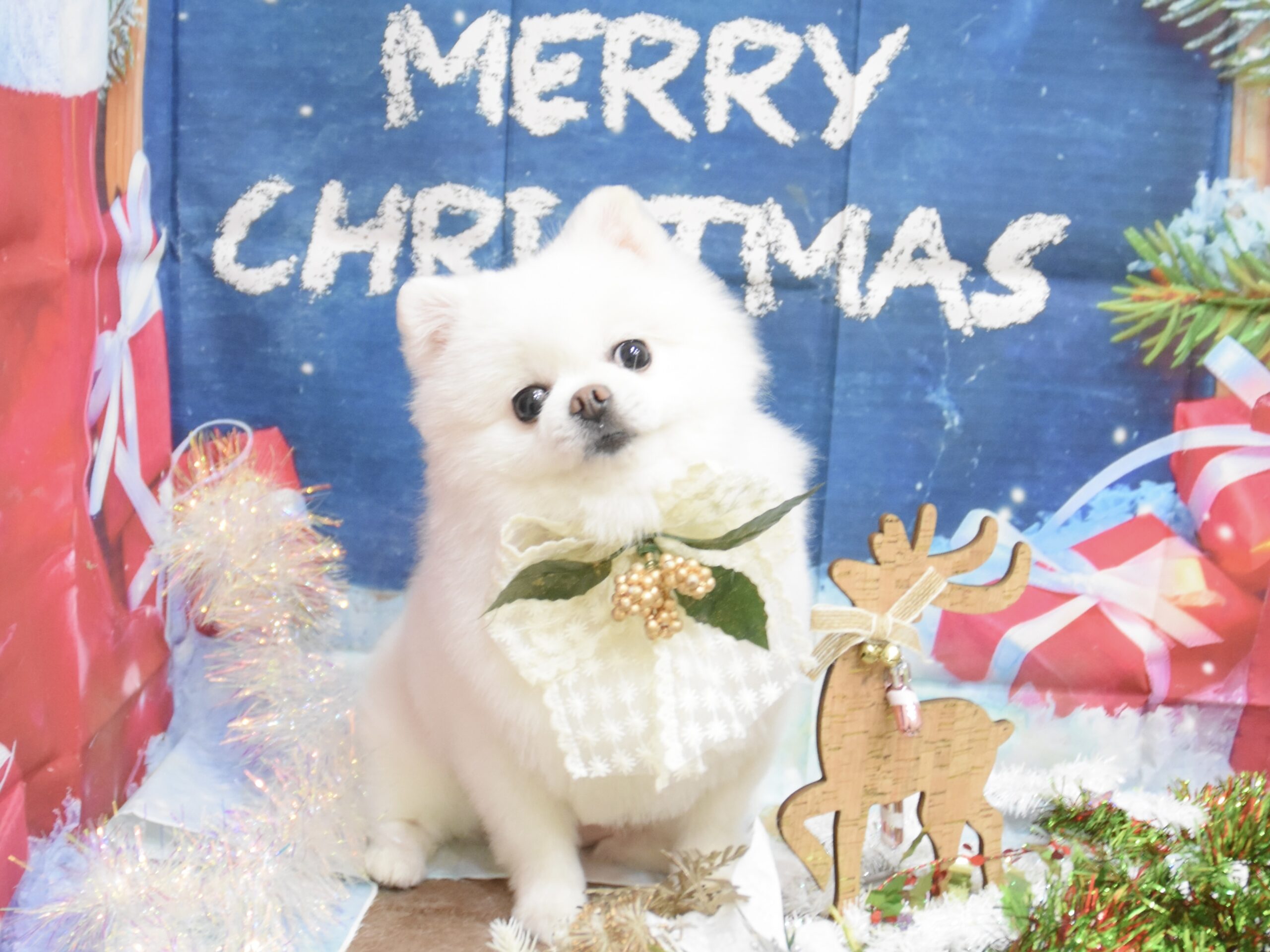 ミックス・トイプードル・ペキニーズ・のシャンプーカット ミックス・トイプードル・ペキニーズ・のシャンプーカット