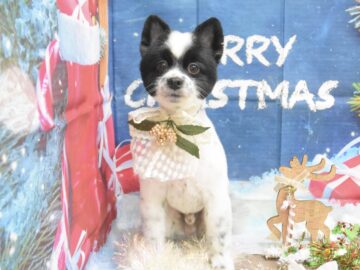 トイプードル・ポメラニアン・チワワ・ビションフリーゼ・マルチーズ・ミックスのシャンプーカット