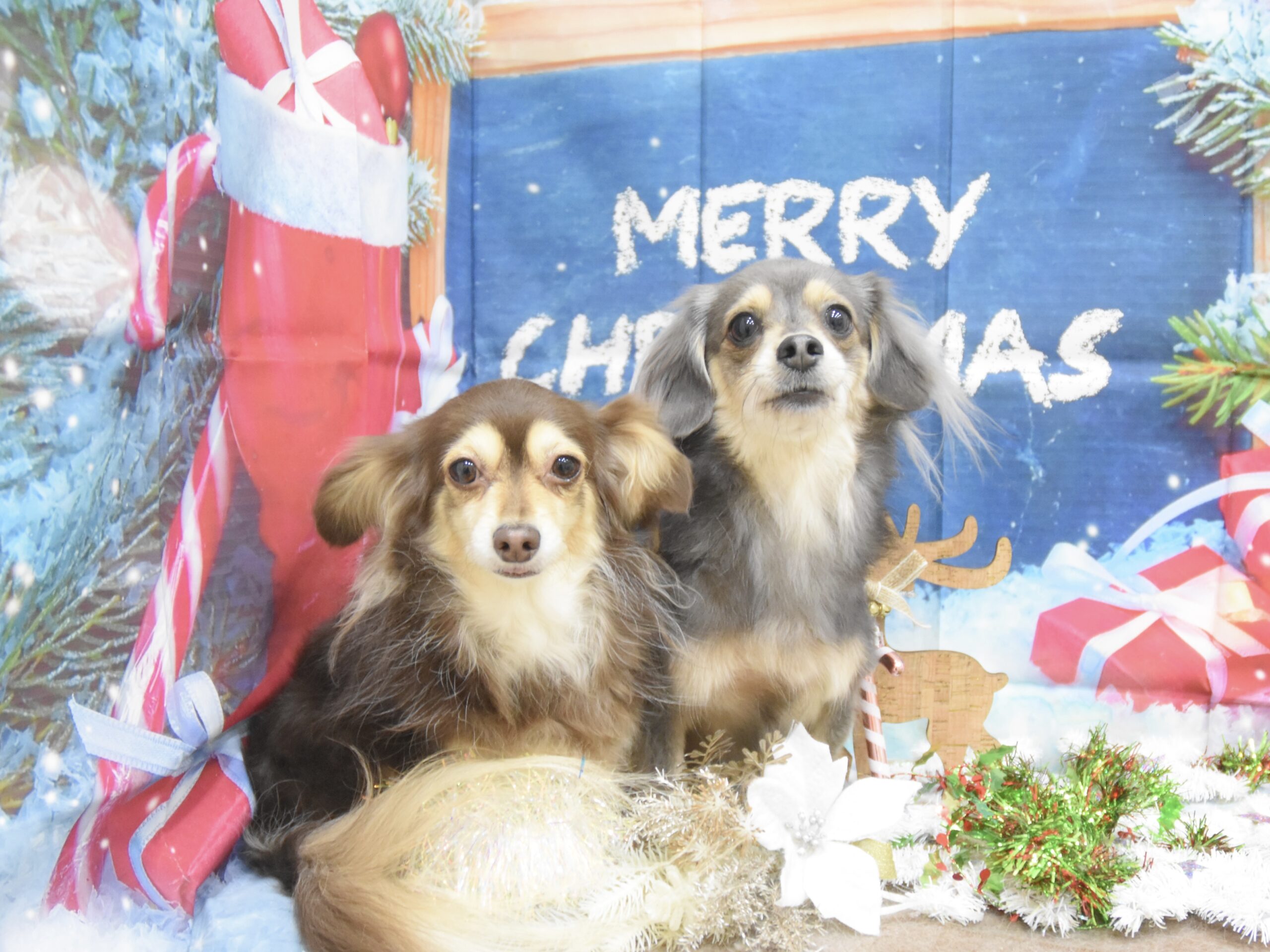 トイプードル・ミックス・ポメラニアン・チワワのシャンプーカット トイプードル・ミックス・ポメラニアン・チワワのシャンプーカット