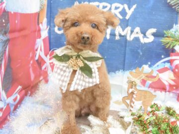 トイプードル・ミックス・ヨーキー・キャバリアのシャンプーカット