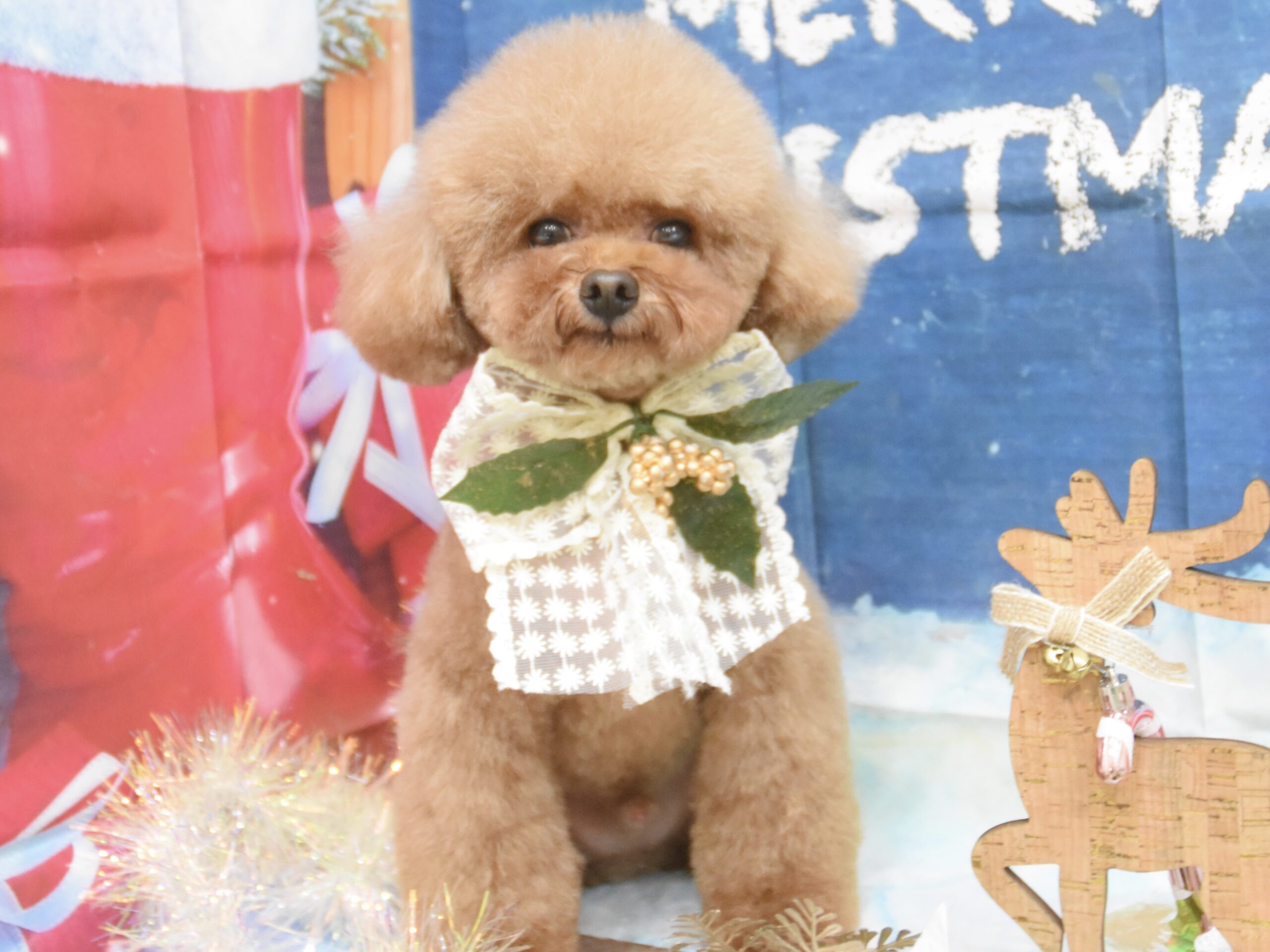 トイプードル・シュナウザー・ダックスのシャンプーカット トイプードル・シュナウザー・ダックスのシャンプーカット