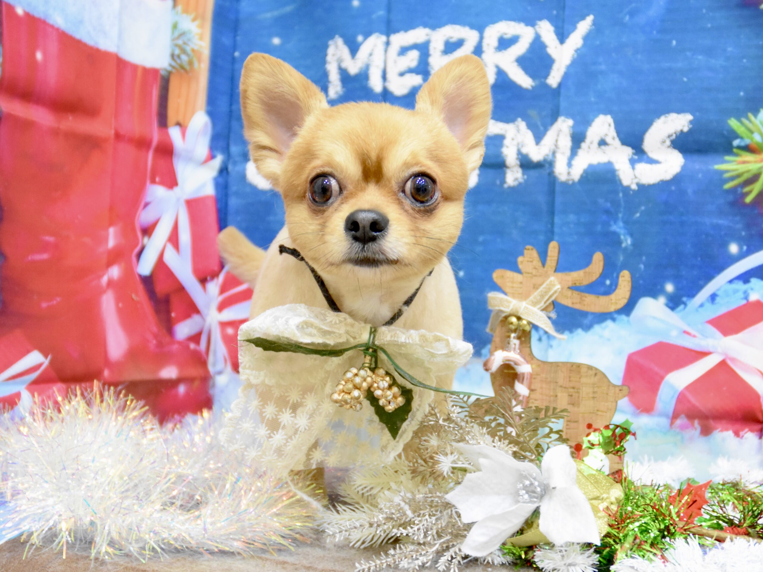 チワワ・プードル・ポメラニアンのシャンプーカット