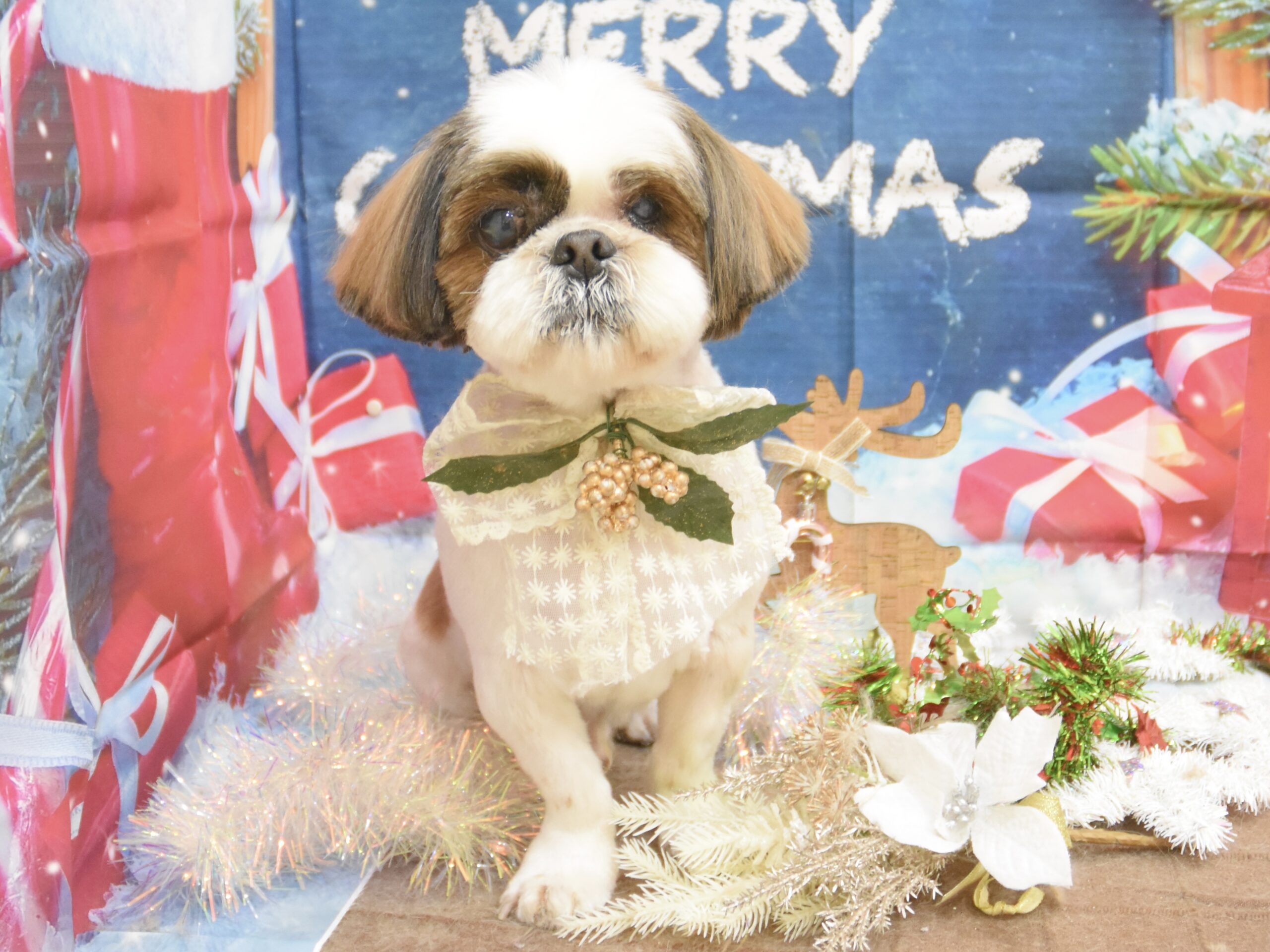 ミックス・チワワ・シーズーのシャンプーカット ミックス・チワワ・シーズーのシャンプーカット