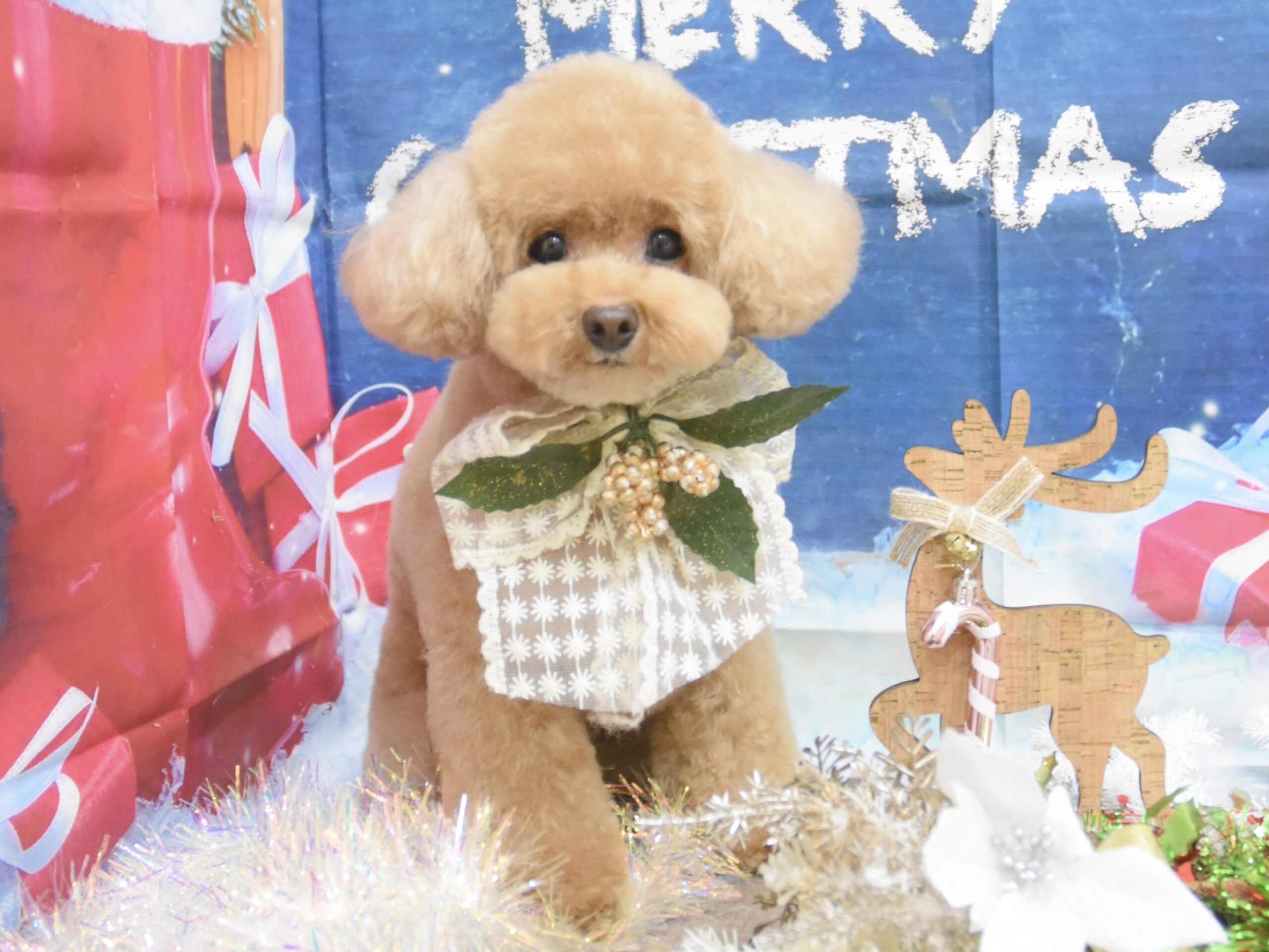 チワワ・プードル・シュナウザー・ミックスのシャンプーカット