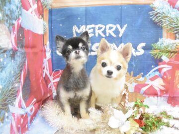 スピッツ・チワワ・ダックス・ミックス・トイプードルのシャンプーカット