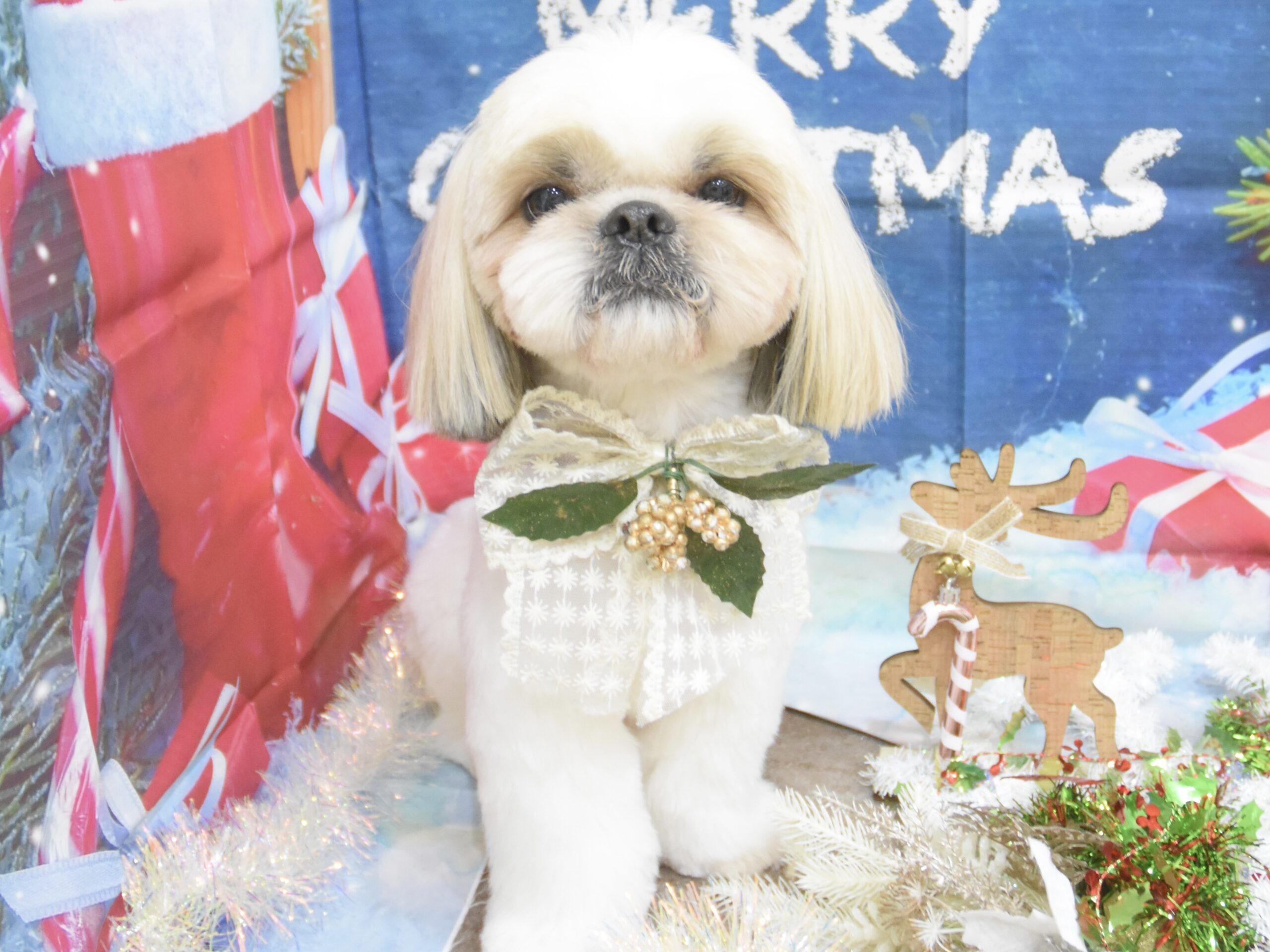 シーズー・ミックス・ペキニーズ・プードル・イタグレのシャンプーカット