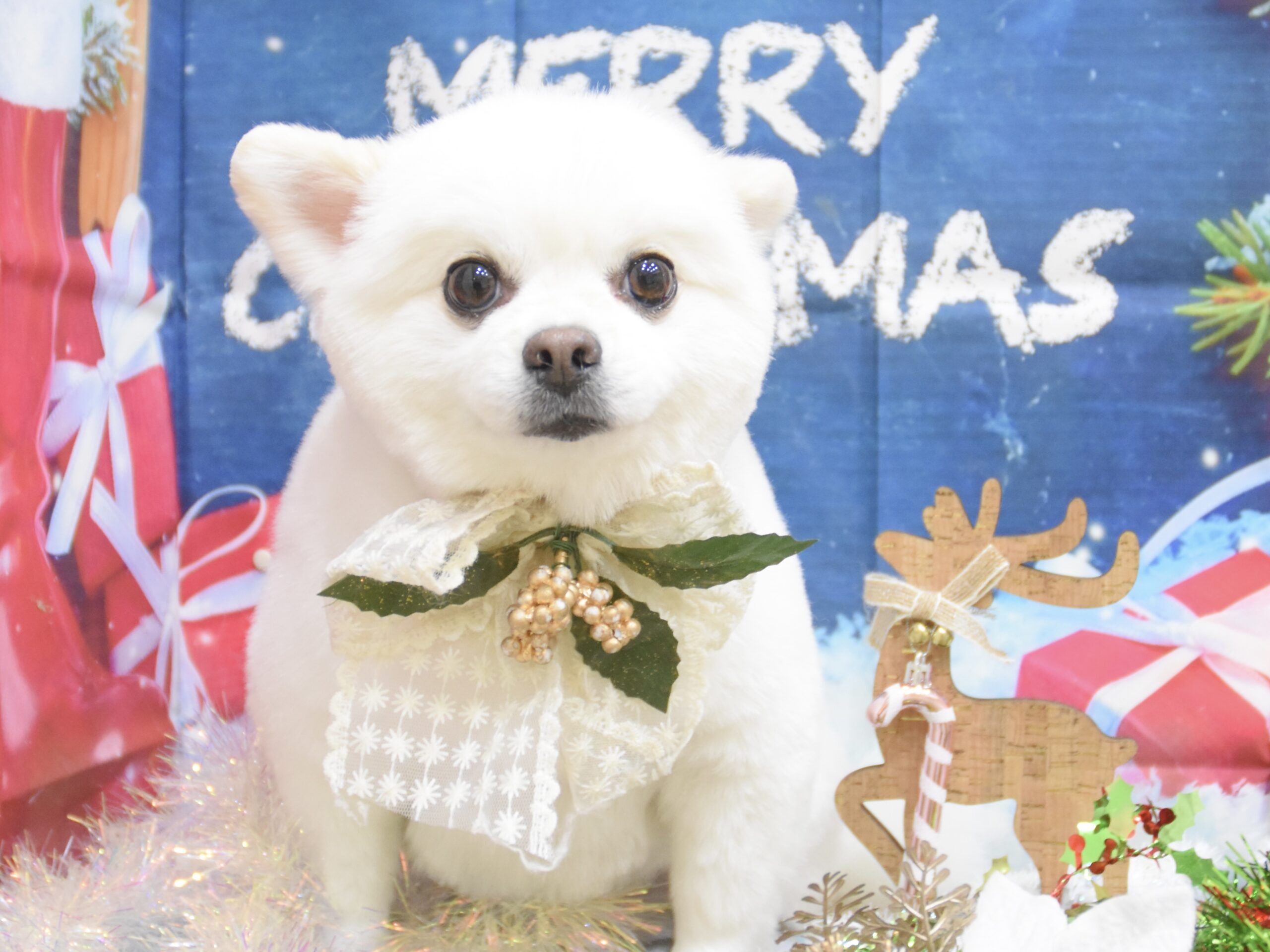 ビションフリーゼ・ペキニーズ・トイプードル・マルチーズ・ミックスのシャンプーカット