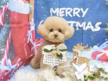 マルチーズ・プードル・チワワ・ダックス・ミックスのシャンプーカット マルチーズ・プードル・チワワ・ダックス・ミックスのシャンプーカット