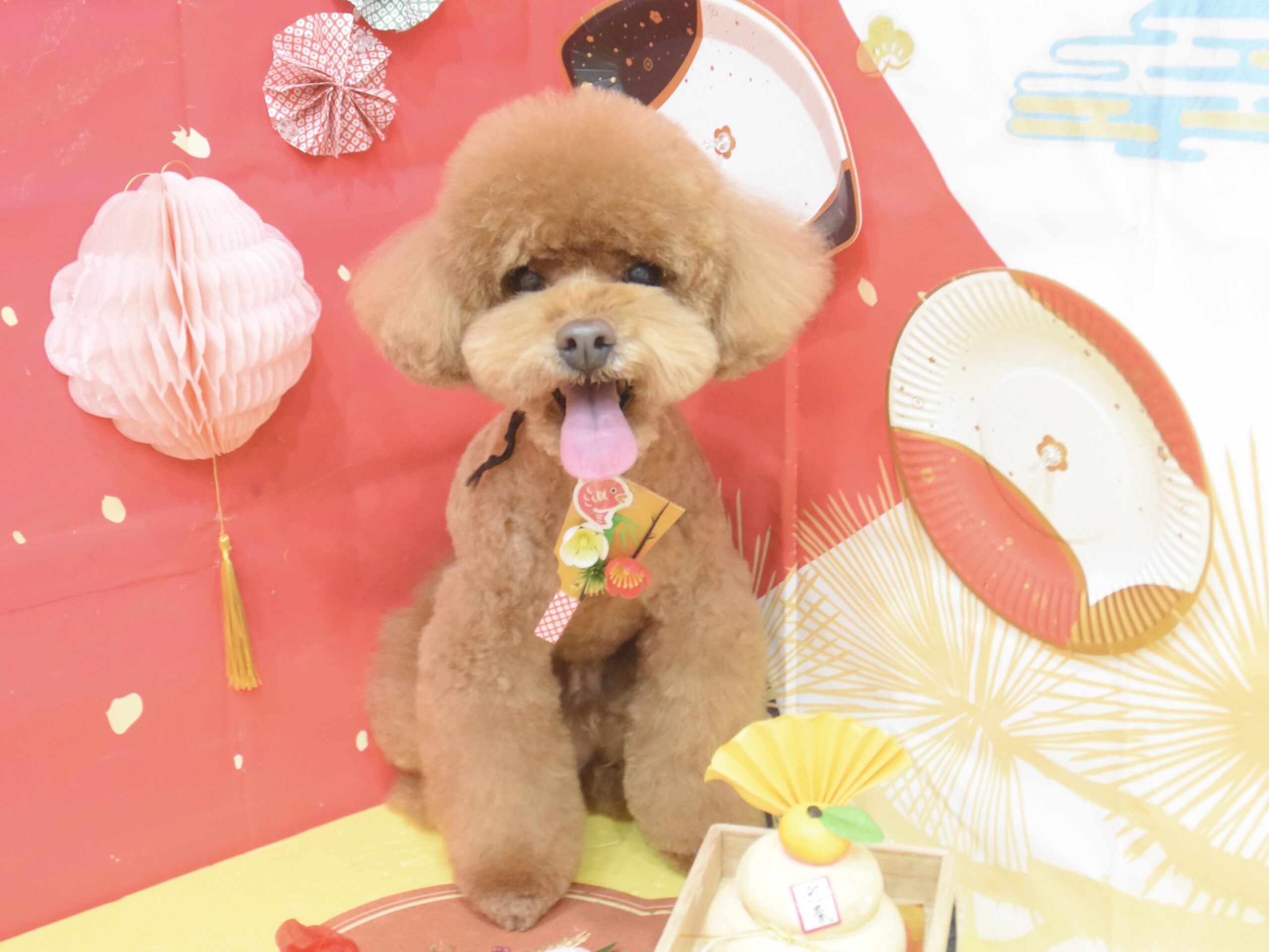 ヨークシャーテリア・ミックス・マルチーズ・シュナウザー・ビションフリーゼ・トイプードルのシャンプーカット ヨークシャーテリア・ミックス・マルチーズ・シュナウザー・ビションフリーゼ・トイプードルのシャンプーカット