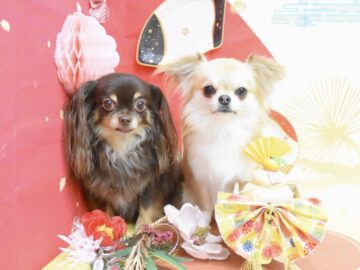 キャバリア・チワワ・シュナウザー・ミックス・トイプードル・ビションフリーゼのシャンプーカット